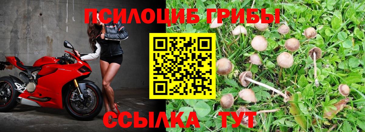 Псилоцибиновые грибы Psilocybe Лесозаводск